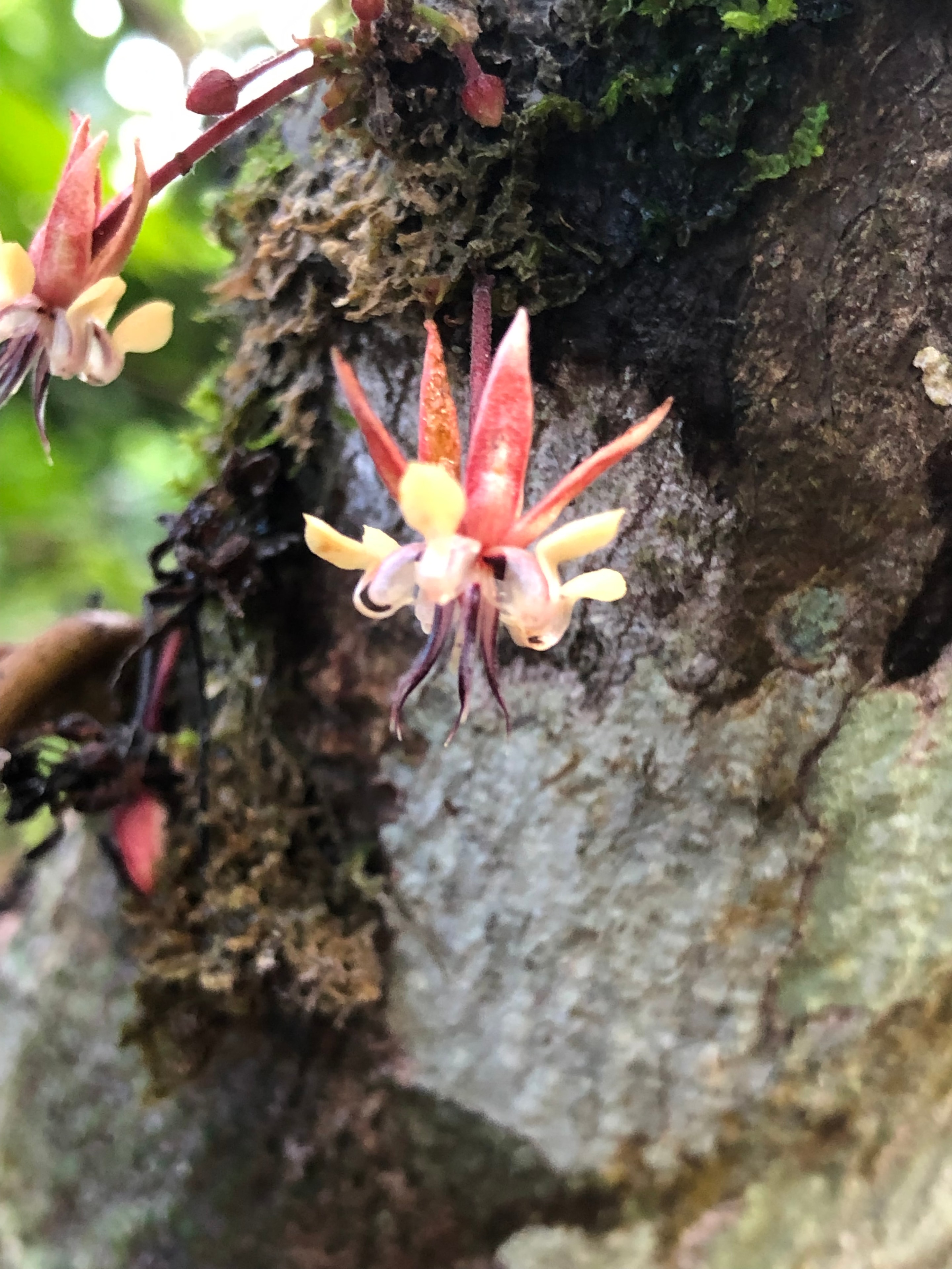 Cacao flower blooming on the tree trunk, Bocas del Toro